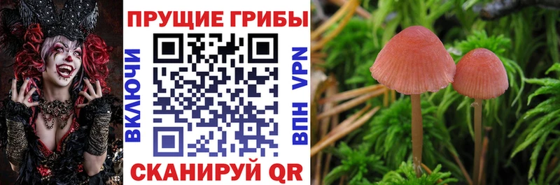 Псилоцибиновые грибы мицелий Давлеканово